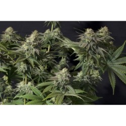 Orange Sherbet FF Fast Buds immagine 5