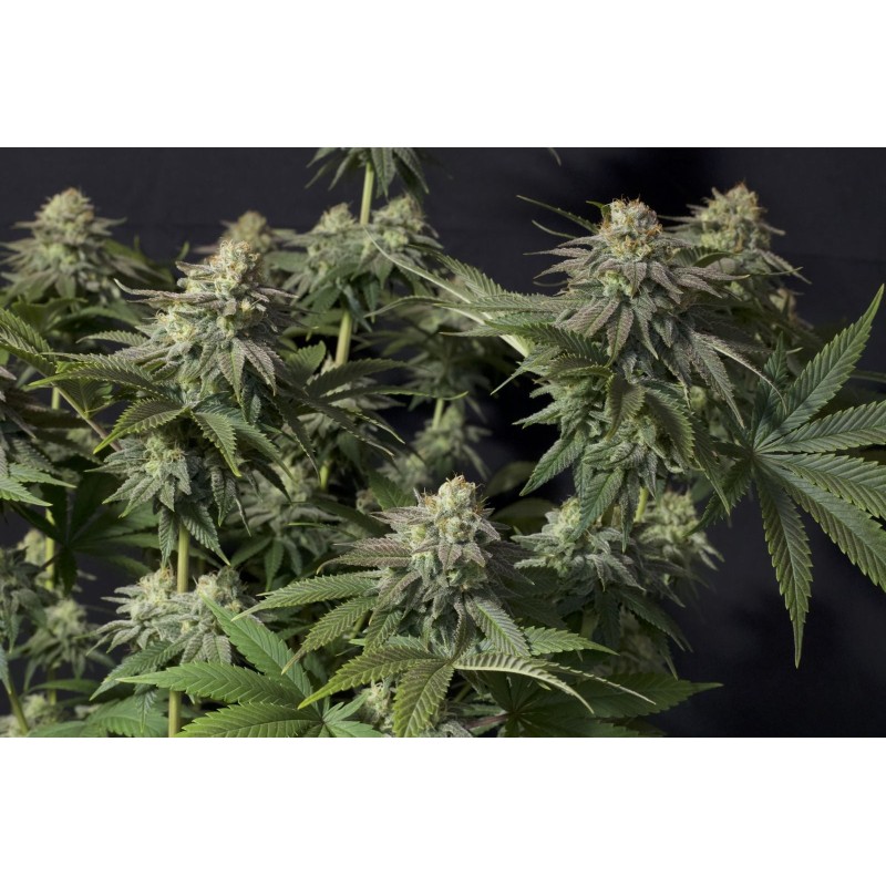 Orange Sherbet FF Fast Buds immagine 5
