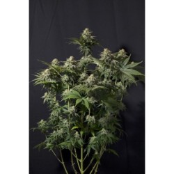 Orange Sherbet FF Fast Buds immagine 6