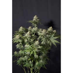 Orange Sherbet FF Fast Buds immagine 7