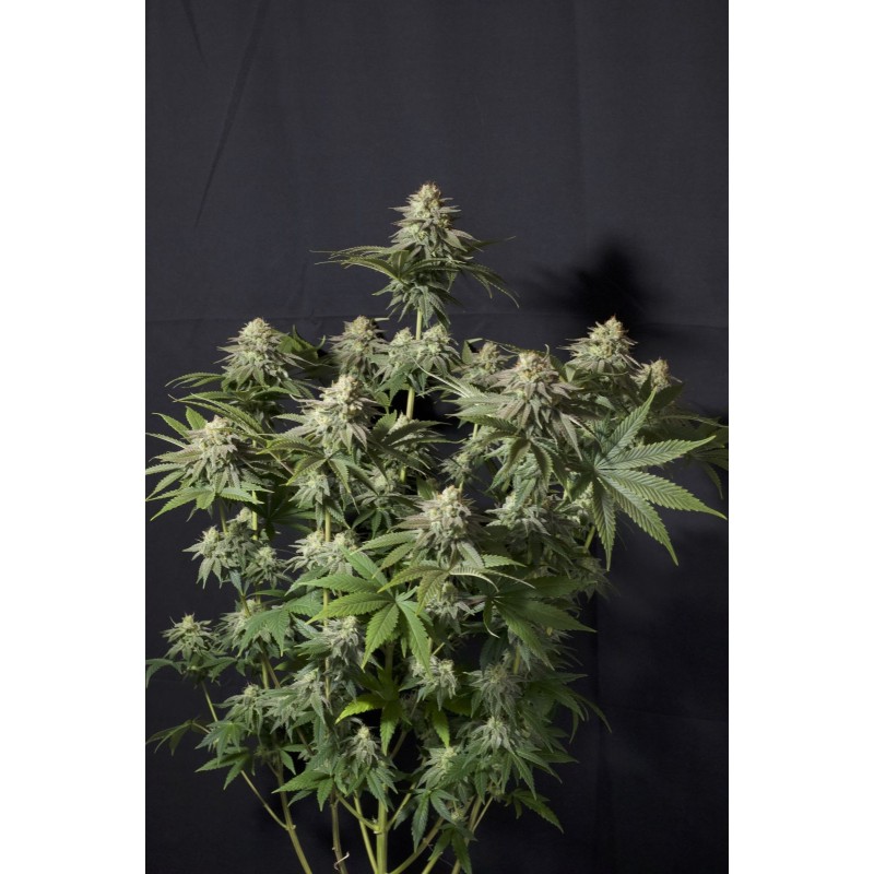 Orange Sherbet FF Fast Buds immagine 7