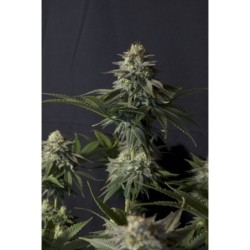 Orange Sherbet FF Fast Buds immagine 8