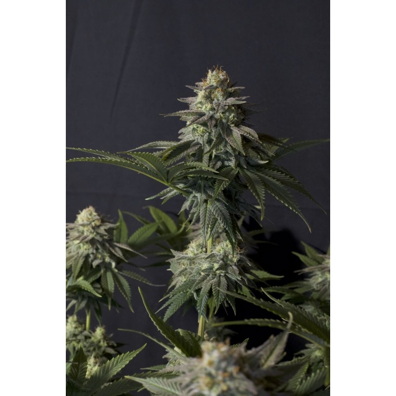 Orange Sherbet FF Fast Buds immagine 8
