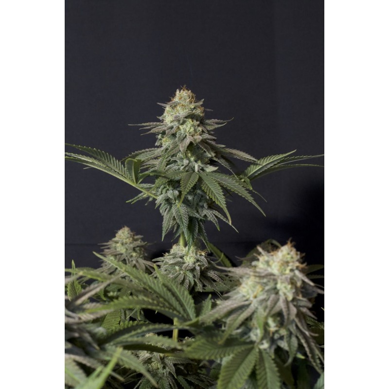 Orange Sherbet FF Fast Buds immagine 9