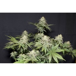 Orange Sherbet FF Fast Buds immagine 10