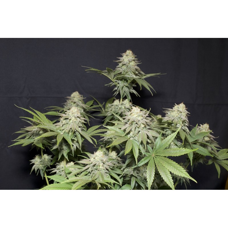 Orange Sherbet FF Fast Buds immagine 10
