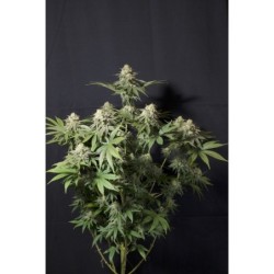 Orange Sherbet FF Fast Buds immagine 11