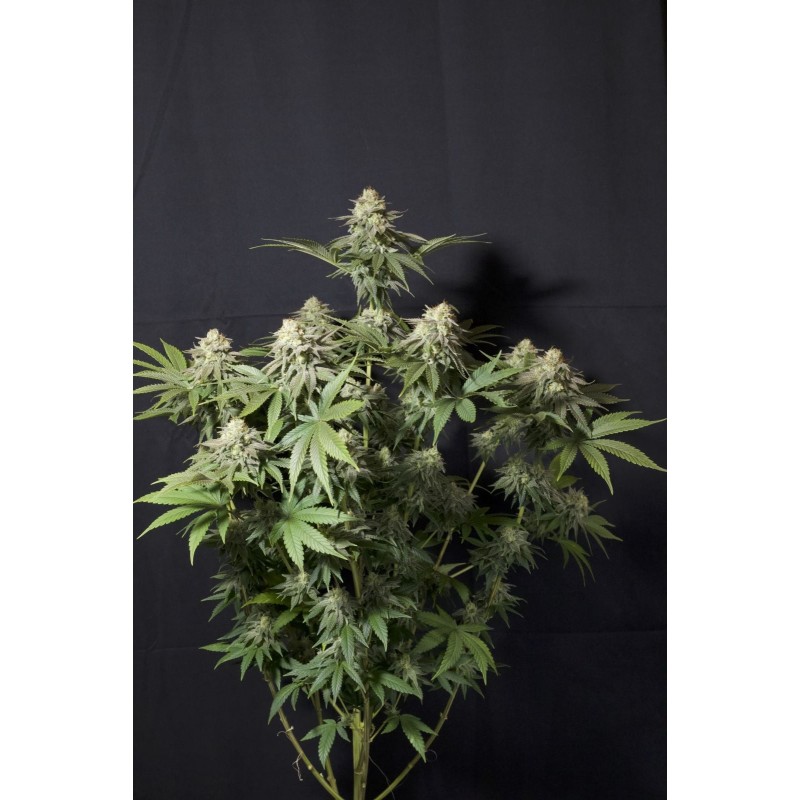 Orange Sherbet FF Fast Buds immagine 11