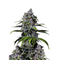 Purple Lemonade FF Fast Buds