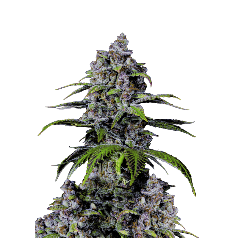 Purple Lemonade FF Fast Buds