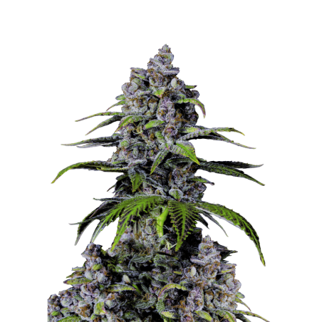 Purple Lemonade FF Fast Buds