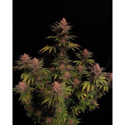 Purple Lemonade FF Fast Buds immagine 2