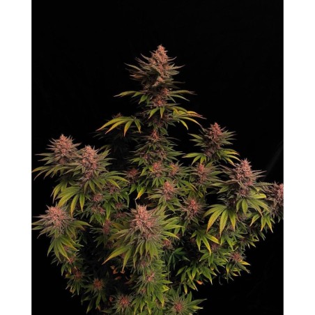 Purple Lemonade FF Fast Buds immagine 2