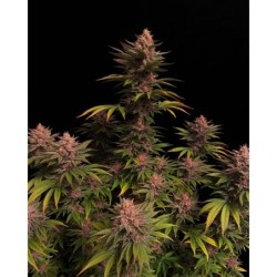 Purple Lemonade FF Fast Buds immagine 3