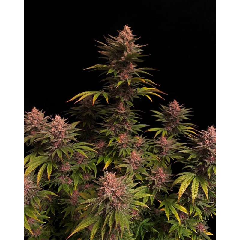 Purple Lemonade FF Fast Buds immagine 3