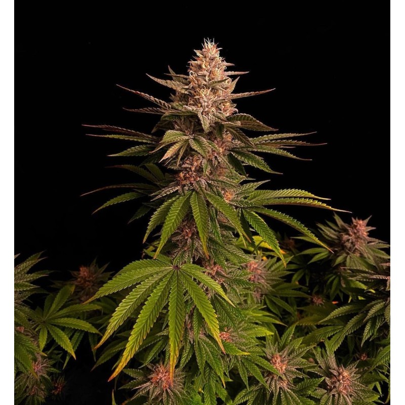 Purple Lemonade FF Fast Buds immagine 4