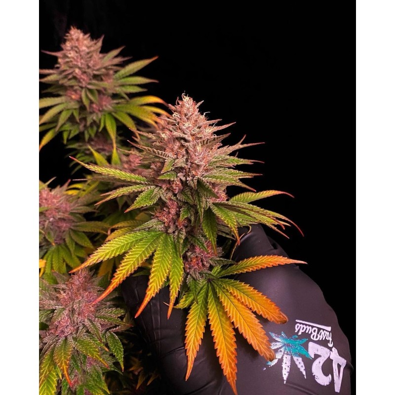 Purple Lemonade FF Fast Buds immagine 5