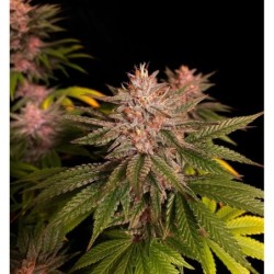 Purple Lemonade FF Fast Buds immagine 6