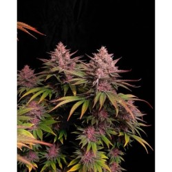 Purple Lemonade FF Fast Buds immagine 7