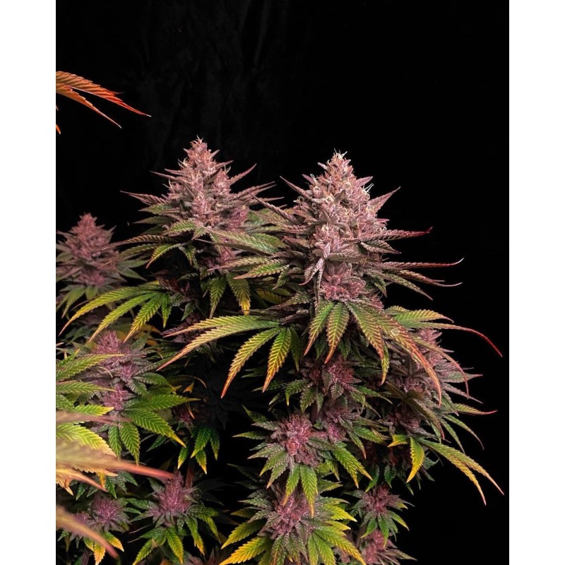 Purple Lemonade FF Fast Buds immagine 7