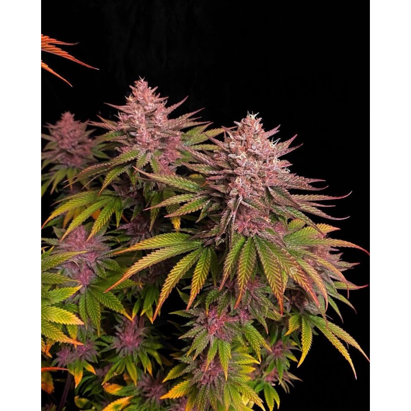 Purple Lemonade FF Fast Buds immagine 8