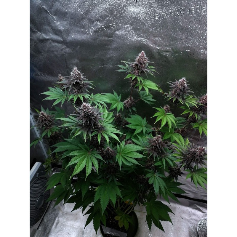 Purple Lemonade FF Fast Buds immagine 9