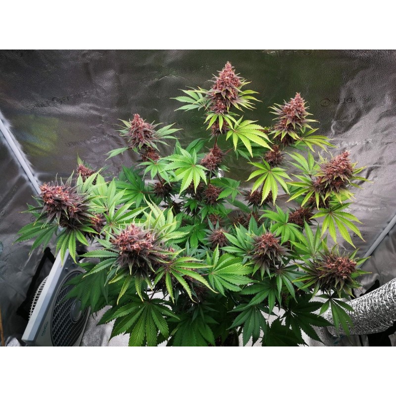 Purple Lemonade FF Fast Buds immagine 10
