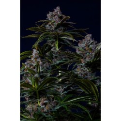 Purple Lemonade FF Fast Buds immagine 11