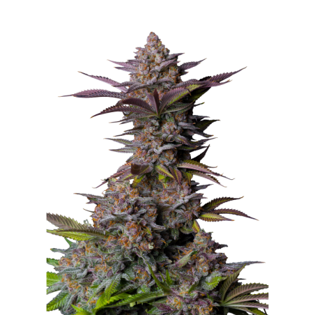 Tropicana Cookies FF Fast Buds