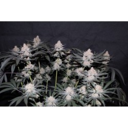Tropicana Cookies FF Fast Buds immagine 2