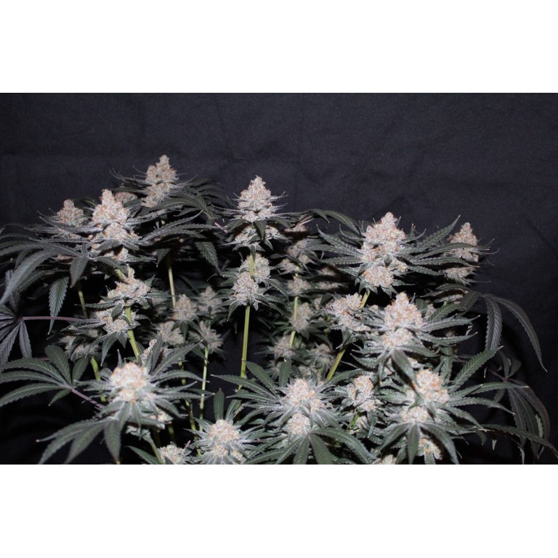 Tropicana Cookies FF Fast Buds immagine 2