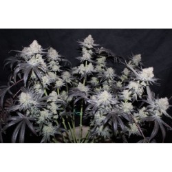 Tropicana Cookies FF Fast Buds immagine 3