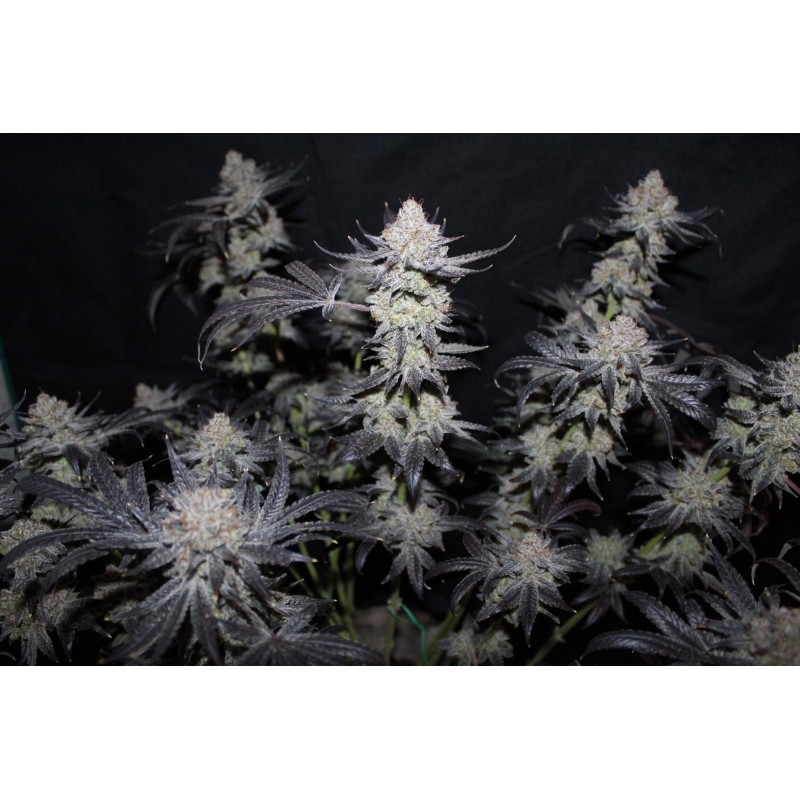 Tropicana Cookies FF Fast Buds immagine 4