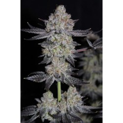 Tropicana Cookies FF Fast Buds immagine 5