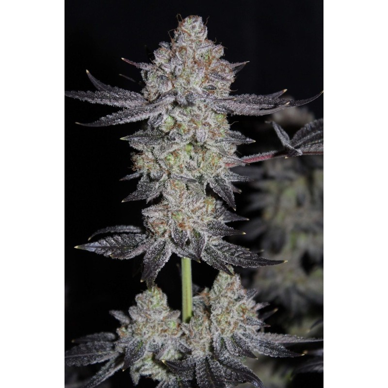 Tropicana Cookies FF Fast Buds immagine 5