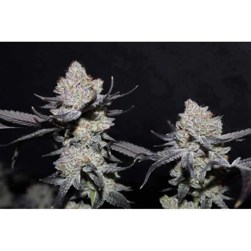 Tropicana Cookies FF Fast Buds immagine 6