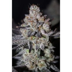 Tropicana Cookies FF Fast Buds immagine 7