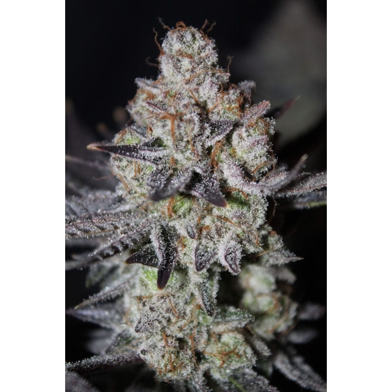 Tropicana Cookies FF Fast Buds immagine 7