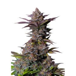 Tropicana Cookies FF Fast Buds immagine 8