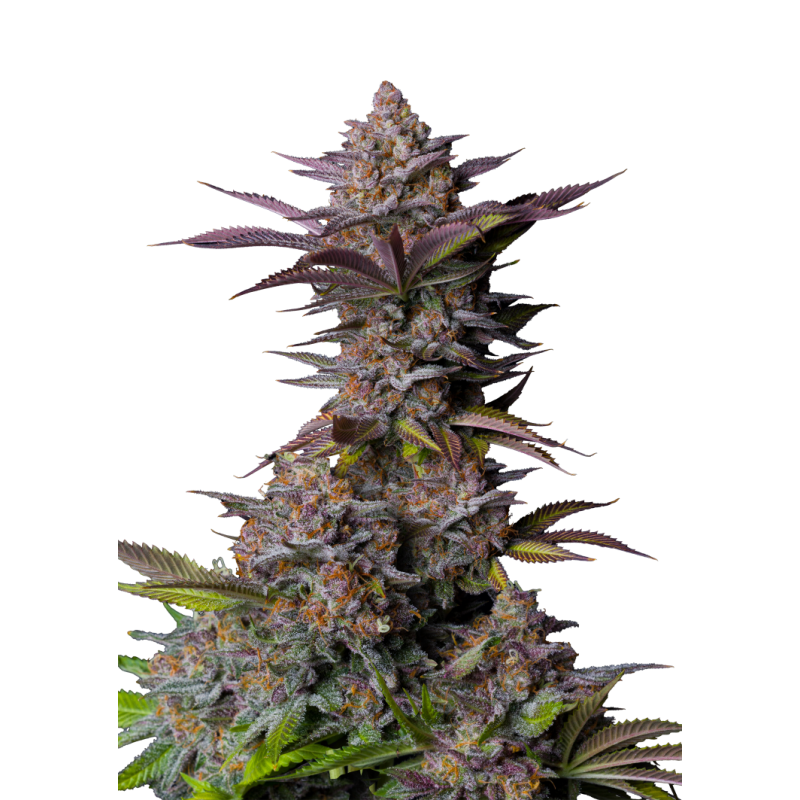Tropicana Cookies FF Fast Buds immagine 8