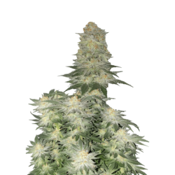 Wedding Cheesecake FF Fast Buds