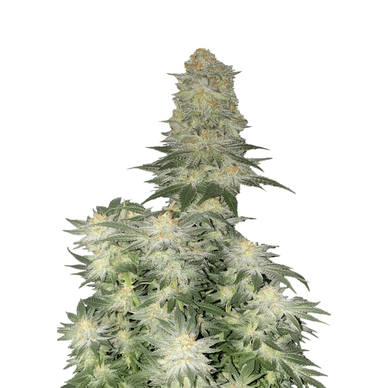 Wedding Cheesecake FF Fast Buds
