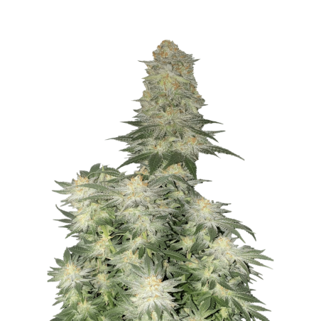 Wedding Cheesecake FF Fast Buds