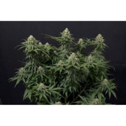 Wedding Cheesecake FF Fast Buds immagine 2