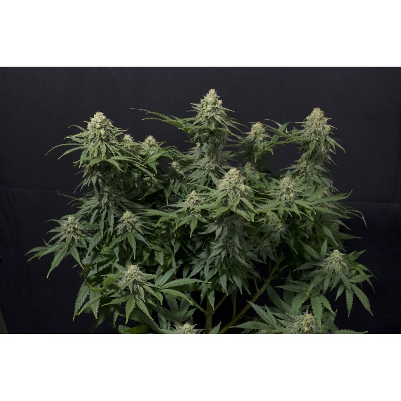 Wedding Cheesecake FF Fast Buds immagine 2
