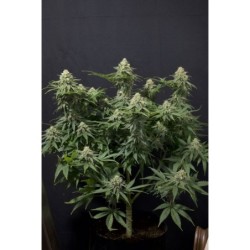 Wedding Cheesecake FF Fast Buds immagine 3