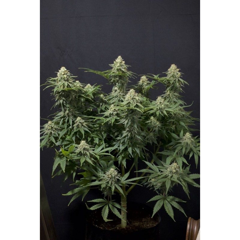 Wedding Cheesecake FF Fast Buds immagine 3