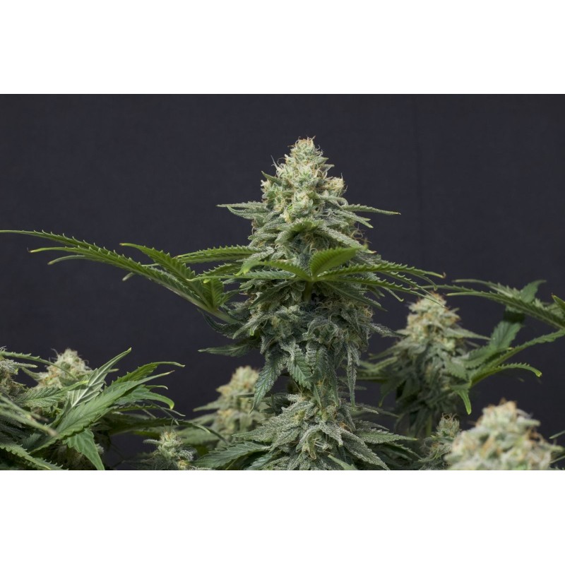 Wedding Cheesecake FF Fast Buds immagine 4
