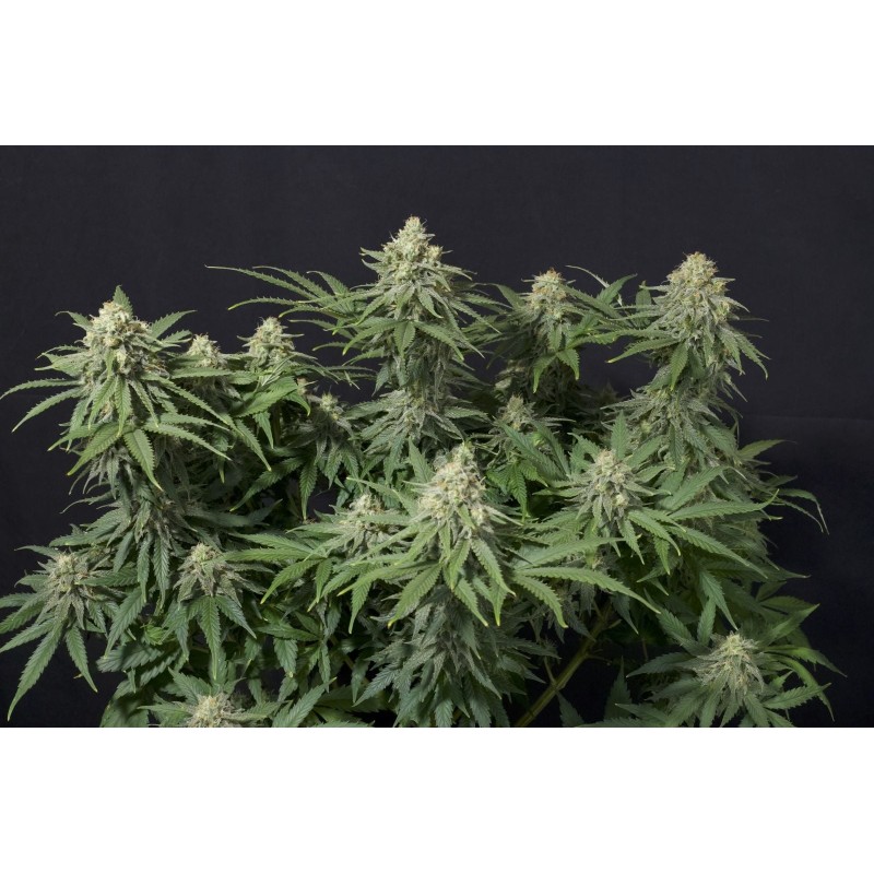 Wedding Cheesecake FF Fast Buds immagine 5