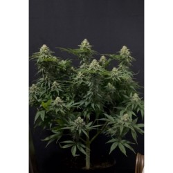 Wedding Cheesecake FF Fast Buds immagine 6